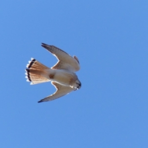 Falco cenchroides at Black Range, NSW - 11 Sep 2019 02:34 PM
