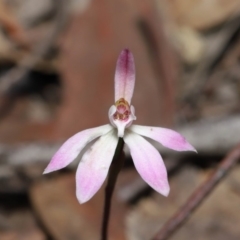 Caladenia fuscata (Dusky Fingers) at Hackett, ACT - 18 Sep 2019 by TimL