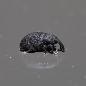 Melanterius sp. (genus) at Acton, ACT - 18 Sep 2019 01:51 PM