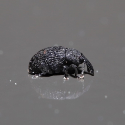 Melanterius sp. (genus) (Unidentified Melanterius weevil) at Acton, ACT - 18 Sep 2019 by TimL