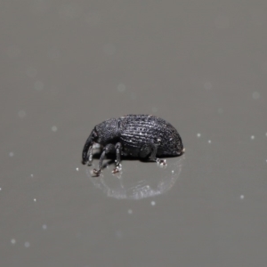 Melanterius sp. (genus) at Acton, ACT - 18 Sep 2019