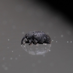 Melanterius sp. (genus) at Acton, ACT - 18 Sep 2019 01:51 PM