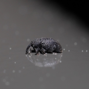 Melanterius sp. (genus) at Acton, ACT - 18 Sep 2019