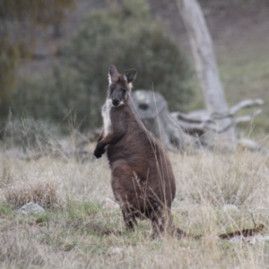 Osphranter robustus robustus at Gundaroo, NSW - 18 Sep 2019