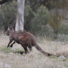 Osphranter robustus robustus at Gundaroo, NSW - 18 Sep 2019 04:55 PM