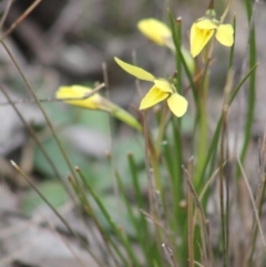 Diuris chryseopsis (Golden Moth) at Gundaroo, NSW - 18 Sep 2019 by Gunyijan