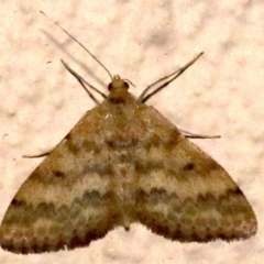 Scopula rubraria (Reddish Wave, Plantain Moth) at Ainslie, ACT - 16 Sep 2019 by jbromilow50