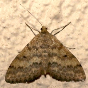 Scopula rubraria at Ainslie, ACT - 16 Sep 2019