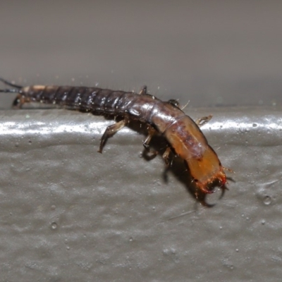 Carabidae sp. (family) (A ground beetle) at Hackett, ACT - 18 Sep 2019 by TimL