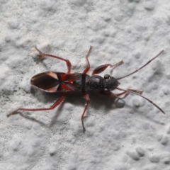 Daerlac cephalotes (Ant Mimicking Seedbug) at Hackett, ACT - 18 Sep 2019 by TimL