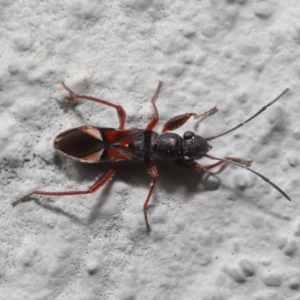 Daerlac cephalotes at Hackett, ACT - 18 Sep 2019 01:21 PM