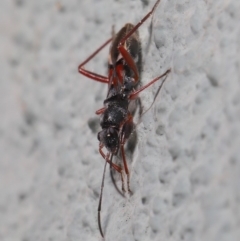 Daerlac cephalotes at Hackett, ACT - 18 Sep 2019 01:21 PM