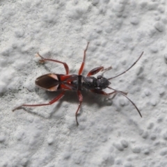 Daerlac cephalotes at Hackett, ACT - 18 Sep 2019 01:21 PM