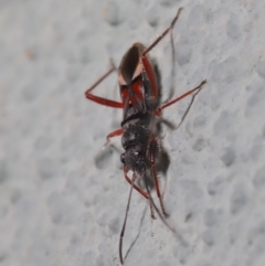 Daerlac cephalotes at Hackett, ACT - 18 Sep 2019 01:21 PM