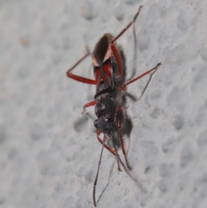 Daerlac cephalotes at Hackett, ACT - 18 Sep 2019 01:21 PM