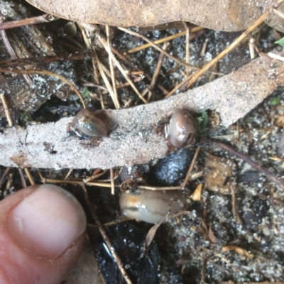 Unidentified Mollusc (Mollusca) at Pambula Preschool - 19 Sep 2019 by elizabethgleeson