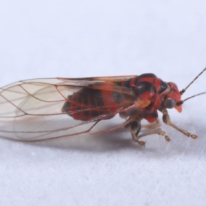 Psyllidae sp. (family) at Evatt, ACT - 18 Sep 2019