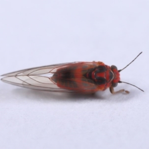 Psyllidae sp. (family) at Evatt, ACT - 18 Sep 2019