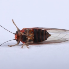 Psyllidae sp. (family) at Evatt, ACT - 18 Sep 2019