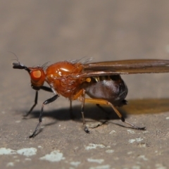 Sapromyza sp. (genus) (A lauxaniid fly) at Hackett, ACT - 18 Sep 2019 by TimL