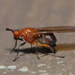 Sapromyza sp. (genus) at Hackett, ACT - 18 Sep 2019 11:58 AM