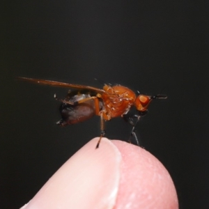 Sapromyza sp. (genus) at Hackett, ACT - 18 Sep 2019