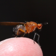 Sapromyza sp. (genus) at Hackett, ACT - 18 Sep 2019 11:58 AM