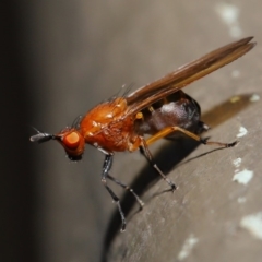 Sapromyza sp. (genus) at Hackett, ACT - 18 Sep 2019