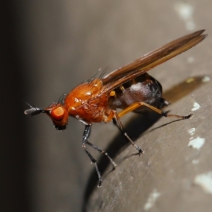 Sapromyza sp. (genus) at Hackett, ACT - 18 Sep 2019 11:58 AM