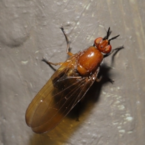 Sapromyza sp. (genus) at Hackett, ACT - 18 Sep 2019 11:58 AM