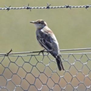 Lalage tricolor at Tharwa, ACT - 18 Sep 2019