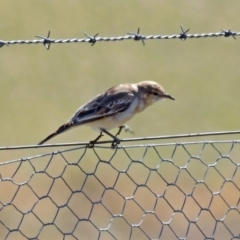 Lalage tricolor at Tharwa, ACT - 18 Sep 2019