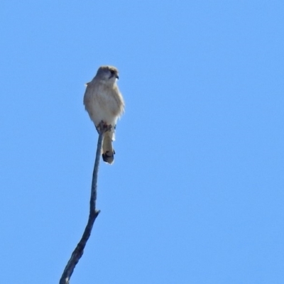 Falco cenchroides (Nankeen Kestrel) at Tharwa, ACT - 18 Sep 2019 by RodDeb