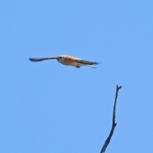 Falco cenchroides at Tharwa, ACT - 18 Sep 2019