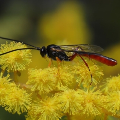 Heteropelma scaposum (Two-toned caterpillar parasite wasp) at Acton, ACT - 18 Sep 2019 by TimL