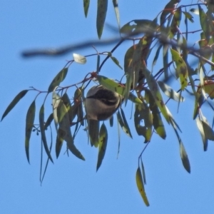 Melithreptus brevirostris at Tennent, ACT - 18 Sep 2019 01:44 PM