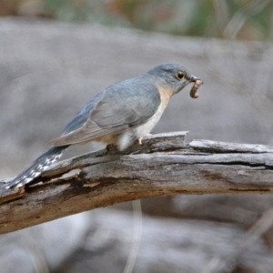 Cacomantis flabelliformis at Paddys River, ACT - 18 Sep 2019