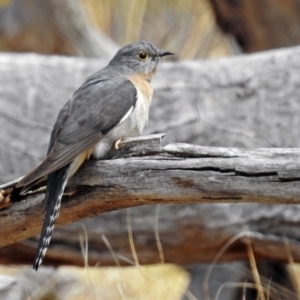 Cacomantis flabelliformis at Paddys River, ACT - 18 Sep 2019