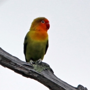 Agapornis fischeri at Paddys River, ACT - 18 Sep 2019