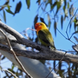 Agapornis fischeri at Paddys River, ACT - 18 Sep 2019