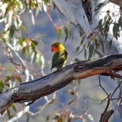 Agapornis fischeri at Paddys River, ACT - 18 Sep 2019