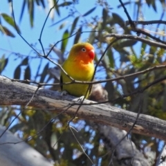 Agapornis fischeri at Paddys River, ACT - 18 Sep 2019