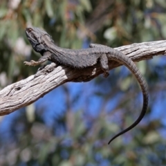 Pogona barbata (Eastern Bearded Dragon) at Tennent, ACT - 18 Sep 2019 by RodDeb