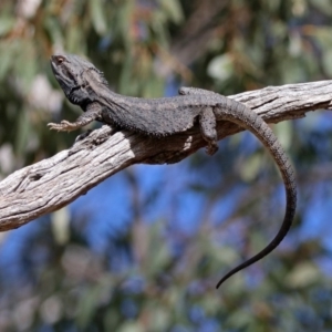 Pogona barbata at Tennent, ACT - suppressed