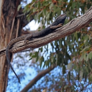 Pogona barbata at Tennent, ACT - suppressed