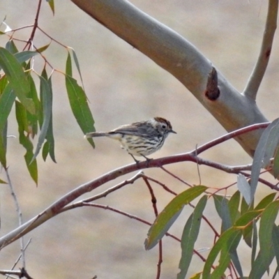 Pyrrholaemus sagittatus (Speckled Warbler) at Paddys River, ACT - 18 Sep 2019 by RodDeb