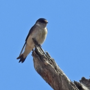 Petrochelidon nigricans at Tennent, ACT - 18 Sep 2019 01:18 PM