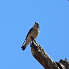 Petrochelidon nigricans at Tennent, ACT - 18 Sep 2019 01:18 PM