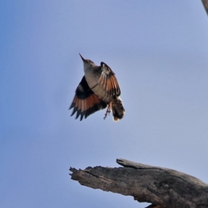 Daphoenositta chrysoptera at Tennent, ACT - 18 Sep 2019 01:19 PM