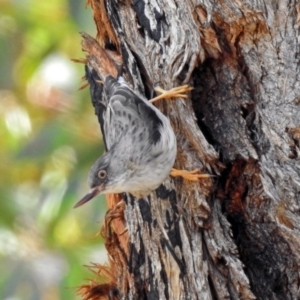 Daphoenositta chrysoptera at Tennent, ACT - 18 Sep 2019